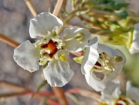 Brown-eyed Evening-Primrose (Chylismia claviformis)