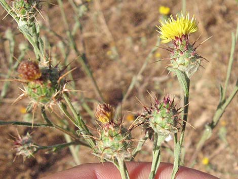 Malta Star-thistle (Centaurea melitensis)