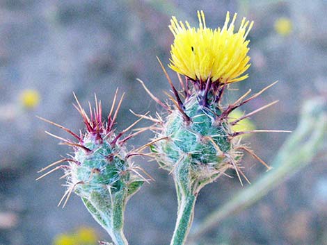 Malta Star-thistle (Centaurea melitensis)