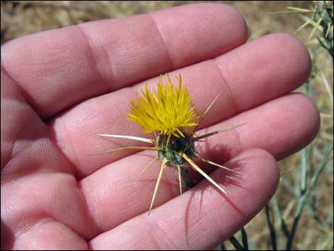 Yellow Star thistle (Centaurea solstitialis)