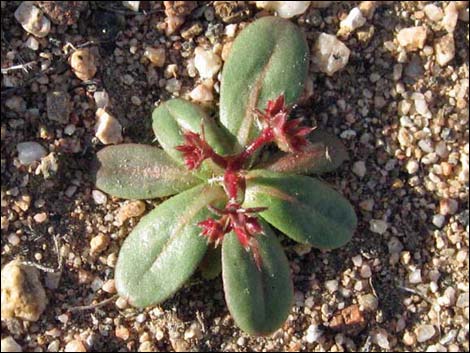 Red Triangles (Centrostegia thurberi)