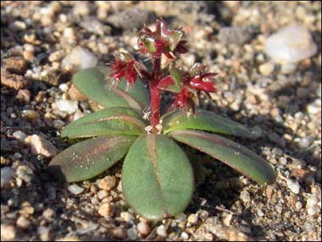 Red Triangles (Centrostegia thurberi)