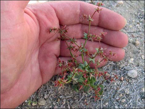 Red Triangles (Centrostegia thurberi)