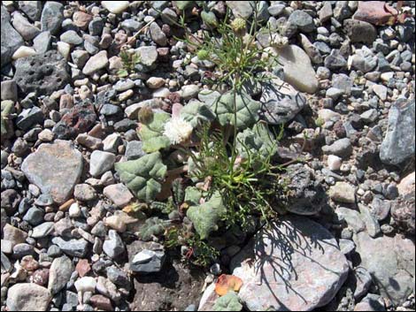 Pebble Pincushion (Chaenactis carphoclinia)