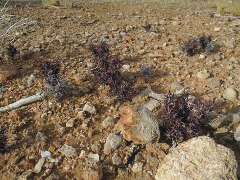 Devil's Spineflower (Chorizanthe rigida)