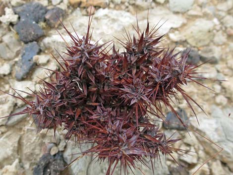 Devil's Spineflower (Chorizanthe rigida)