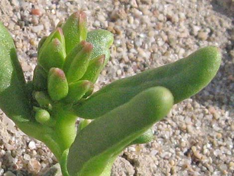 Dead Man's Fingers (Cistanthe ambigua)