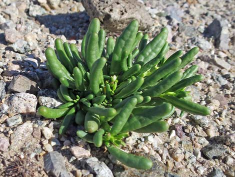 Dead Man's Fingers (Cistanthe ambigua)