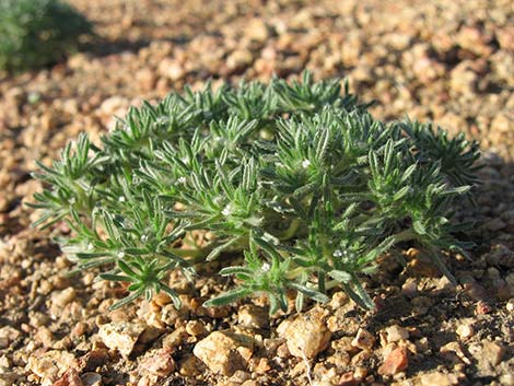 Cushion Cryptantha (Cryptantha circumscissa)