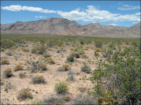 Desert Dodder (Cuscuta denticulata)