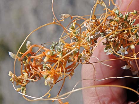 Desert Dodder (Cuscuta denticulata)