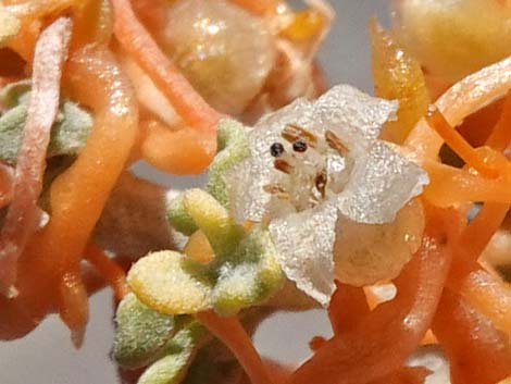 Desert Dodder (Cuscuta denticulata)