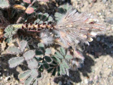 Soft Prairie Clover (Dalea mollissima)