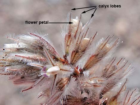 Soft Prairie Clover (Dalea mollissima)