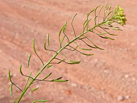 Flix weed (Descurainia sophia)