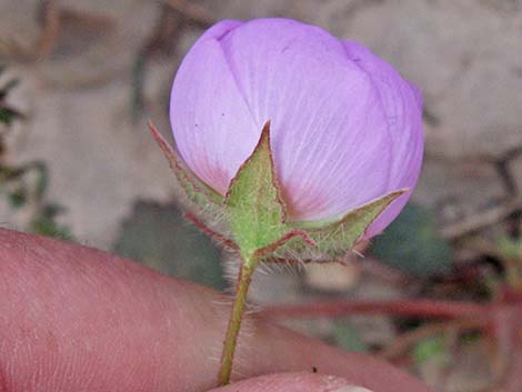 Desert Fivespot (Eremalche rotundifolia)