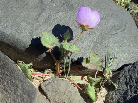 Desert Fivespot (Eremalche rotundifolia)