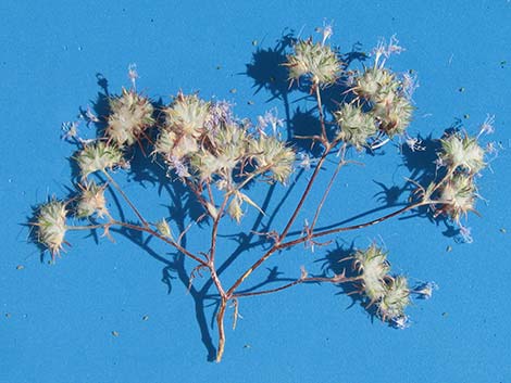 Desert Woollystar (Eriastrum eremicum)