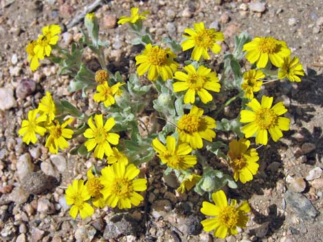 Woolly Easterbonnets (Antheropeas wallacei)