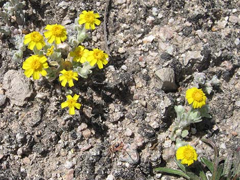 Woolly Easterbonnets (Antheropeas wallacei)