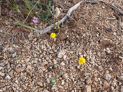 Woolly Easterbonnets (Antheropeas wallacei)