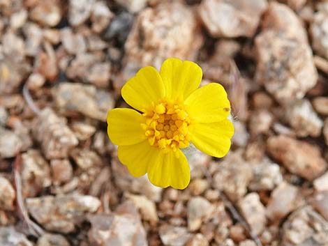 Woolly Easterbonnets (Antheropeas wallacei)