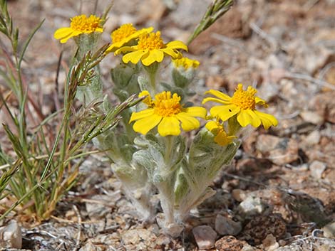 Woolly Easterbonnets (Antheropeas wallacei)