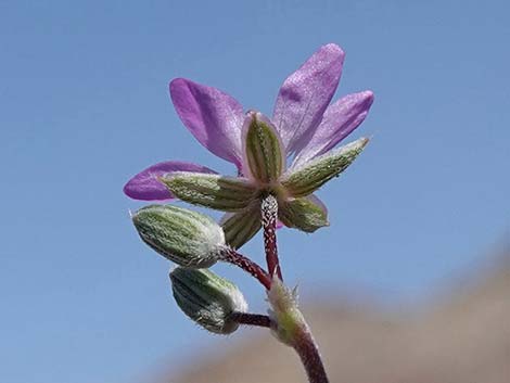 Redstem Stork's Bill (Erodium cicutarium)