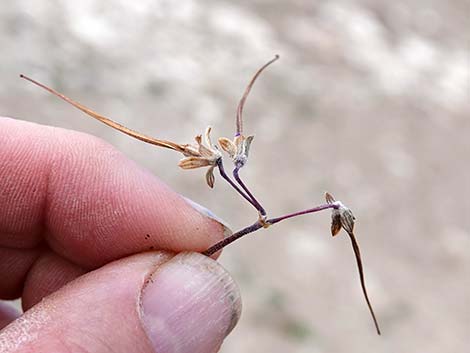 Redstem Stork's Bill (Erodium cicutarium)