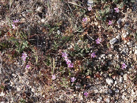 Redstem Stork's Bill (Erodium cicutarium)