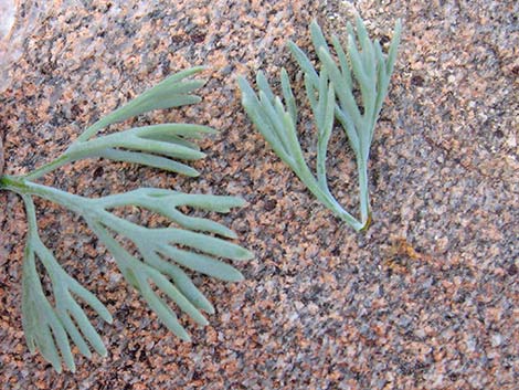 Desert Poppy (Eschscholzia glyptosperma)