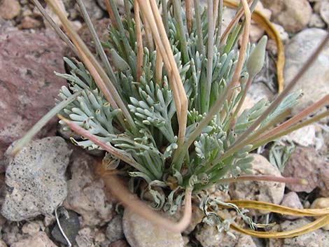 Pygmy Poppy (Eschscholzia minutiflora)