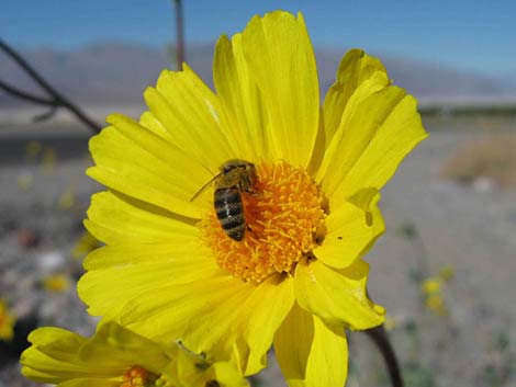 Desert Gold (Geraea canescens)