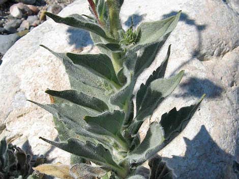 Desert Gold (Geraea canescens)