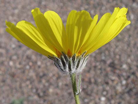 Desert Gold (Geraea canescens)