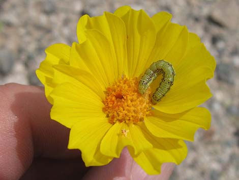 Desert Gold (Geraea canescens)