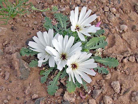 Holy Dandelion (Glyptopleura setulosa)