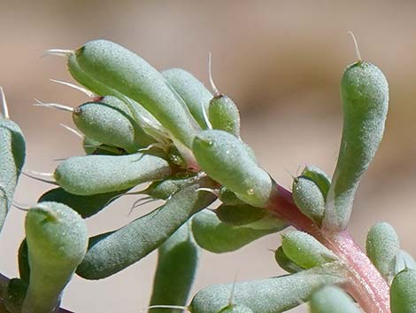 Halogeton (Halogeton glomeratus)