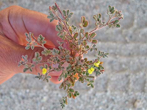 Strigose Bird's-foot Trefoil (Lotus strigosus)