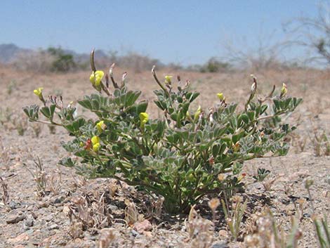 Strigose Bird's-foot Trefoil (Lotus strigosus)