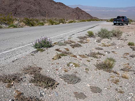 Arizona Lupine (Lupinus arizonicus)