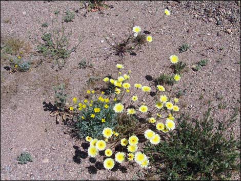 Desert Dandelion (Malacothrix glabrata)