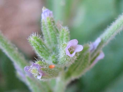 African Mustard (Malcolmia africana)