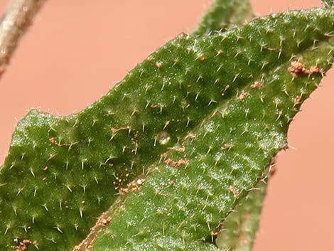 African Mustard (Strigosella africana)