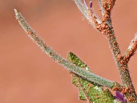 African Mustard (Strigosella africana)