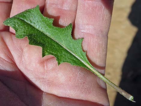 African Mustard (Strigosella africana)