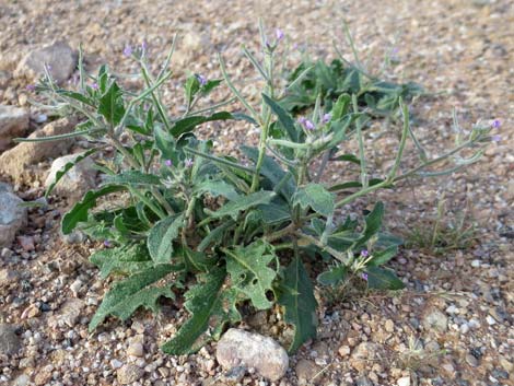 African Mustard (Strigosella africana)