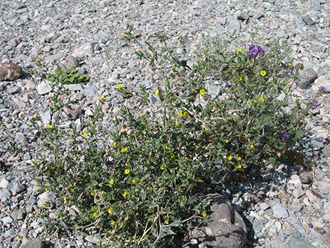 Whitestem Blazingstar (Mentzelia albicaulis)