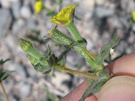 Whitestem Blazingstar (Mentzelia albicaulis)