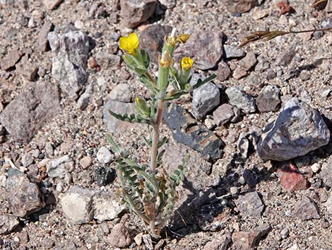 Whitestem Blazingstar (Mentzelia albicaulis)